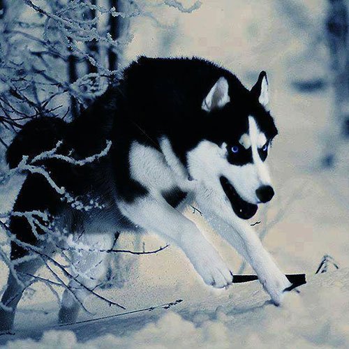  عکس سگ وحشی جنگلی