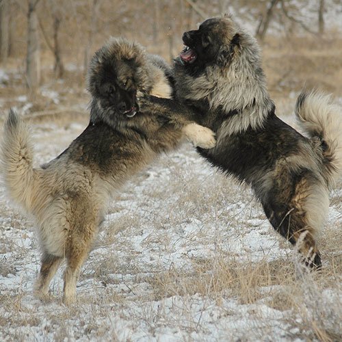  عکس سگ وحشی جنگلی