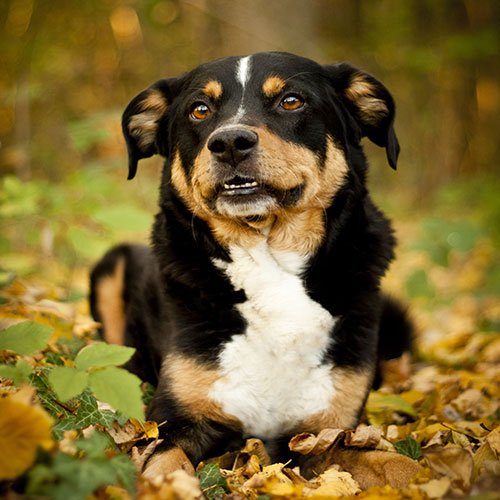  عکس سگ وحشی جنگلی