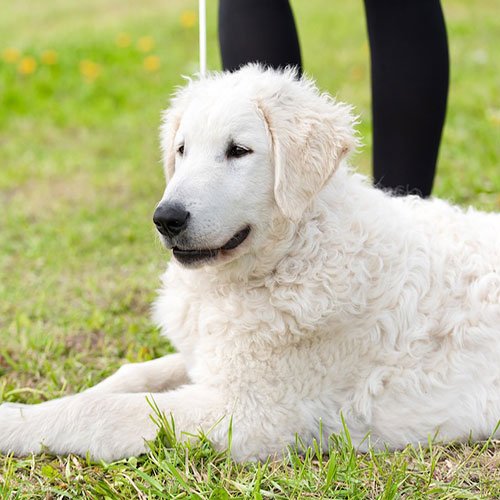  عکس سگ وحشی جنگلی