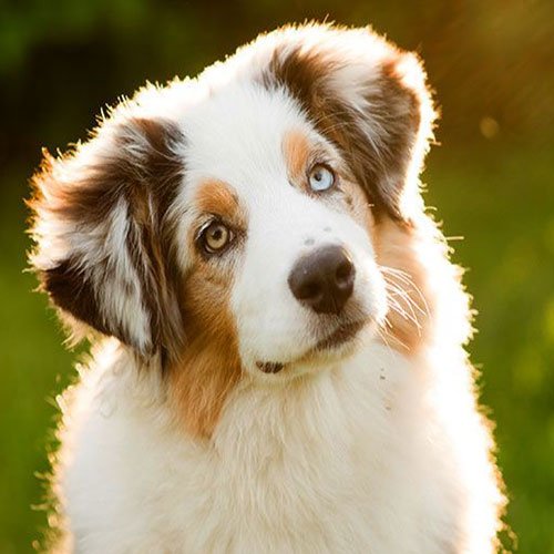  عکس سگ وحشی جنگلی