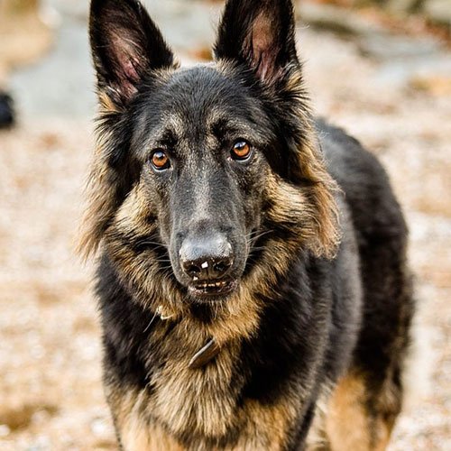  عکس سگ وحشی جنگلی