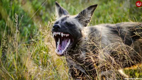 عکس قوی ترین سگ ایران