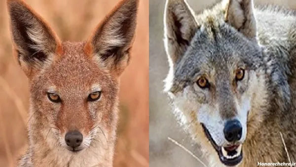  عکس تمام سگ های ایرانی