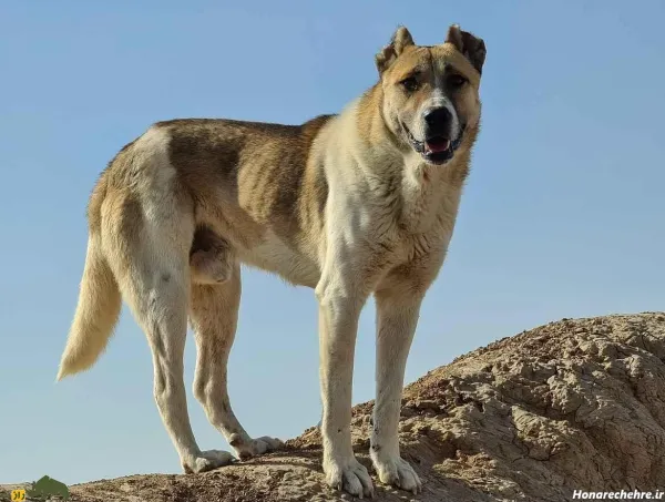 عکس قوی ترین سگ ایران