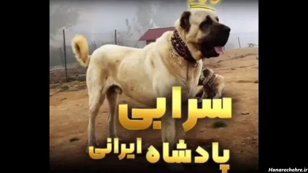 عکس قوی ترین سگ ایران