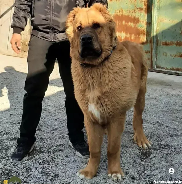  عکس قوی ترین سگ ایران