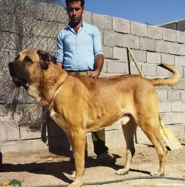  عکس قوی ترین سگ ایران