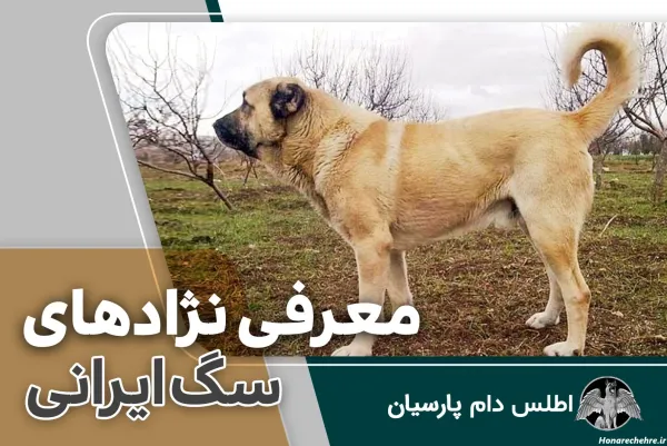  عکس قوی ترین سگ ایران