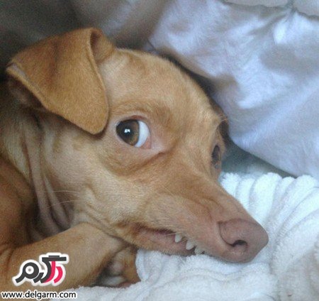  عکس سگ زشت