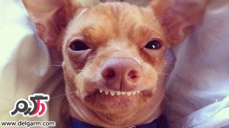  عکس زشت ترین سگ دنیا
