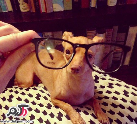  عکس زشت ترین سگ دنیا