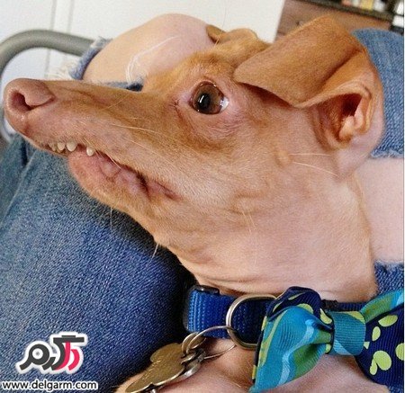  عکس سگ زشت خنده دار