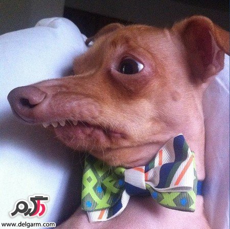 عکس سگ برای پروفایل