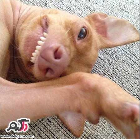 عکس سگ برای پروفایل