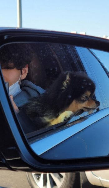  عکس سگ فانتزی واقعی