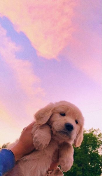  عکس سگ فانتزی واقعی