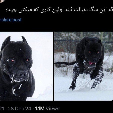  عکس سگ فانتزی واقعی