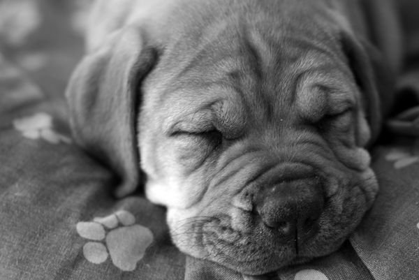  عکس سگ کارتونی بامزه