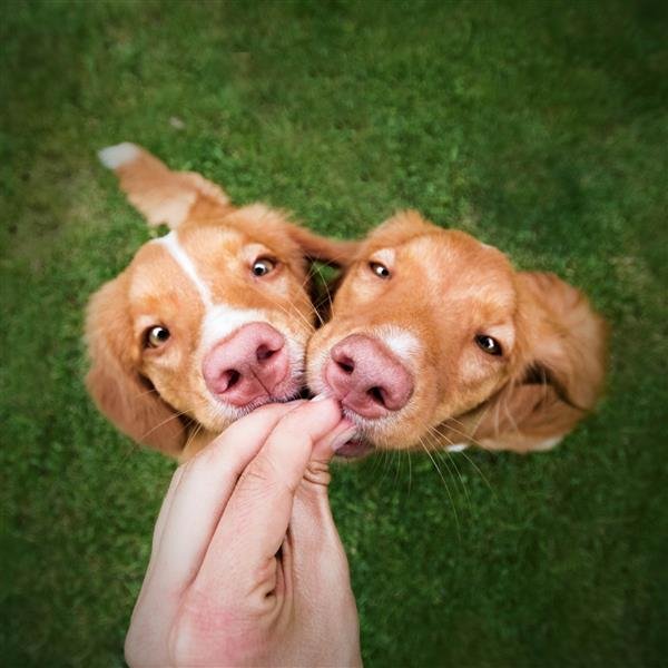  عکس سگ کارتونی بامزه