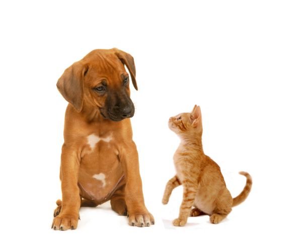  عکس سگ کارتونی بامزه