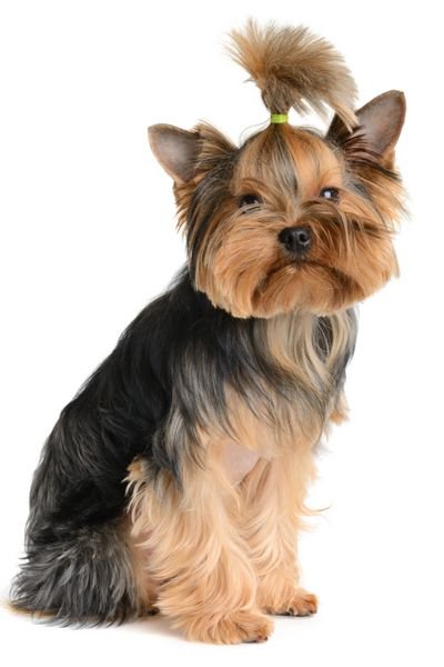  عکس سگ کارتونی برای پروفایل