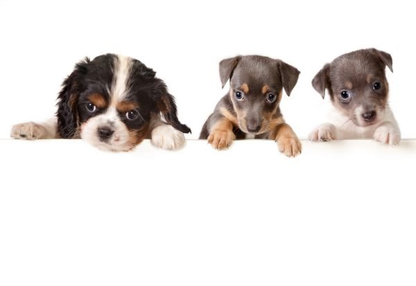  عکس سگ کارتونی برای پروفایل