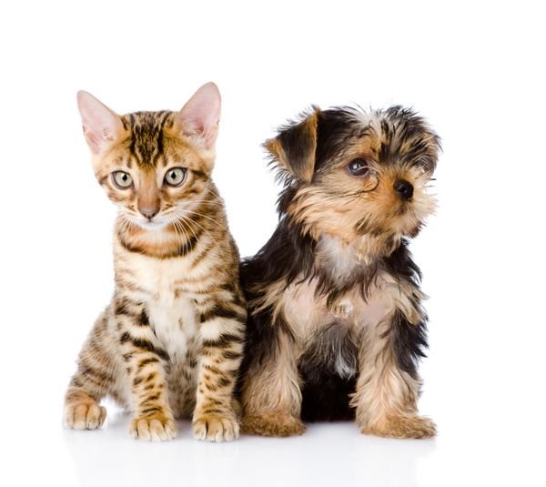  عکس سگ کارتونی ساده