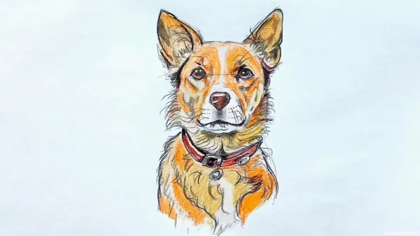  عکس نقاشی سگ وحشی