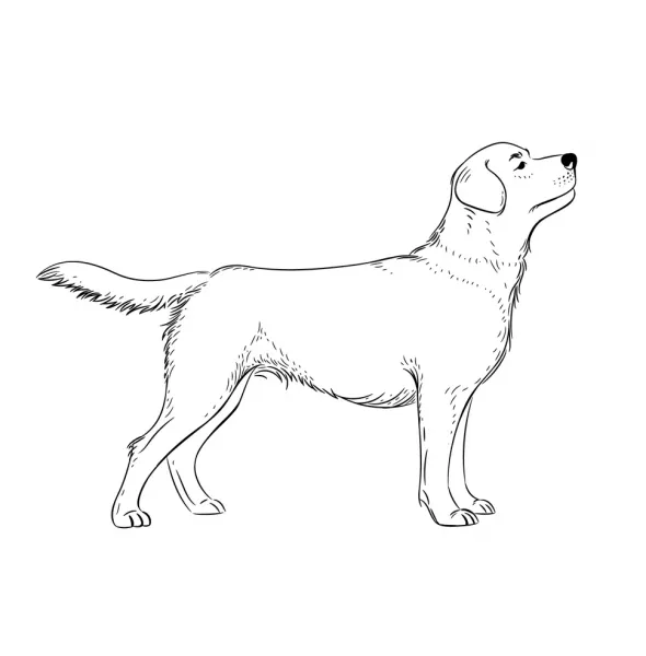  عکس نقاشی سگ وحشی