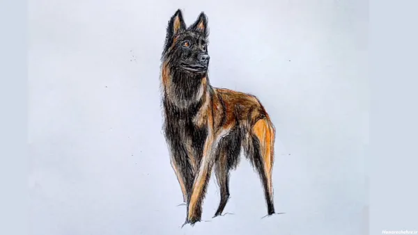  عکس نقاشی سگ وحشی