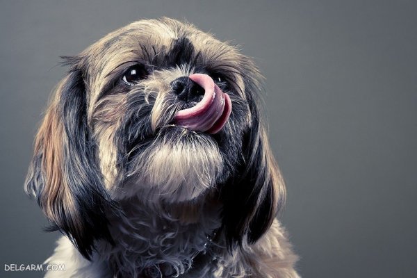  عکس بامزه ترین سگ ها