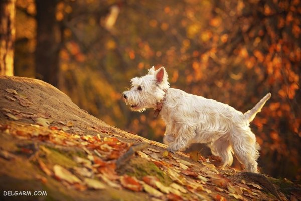  عکس بامزه ترین سگ ها