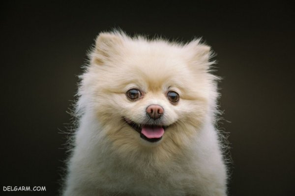  عکس بامزه ترین سگ ها