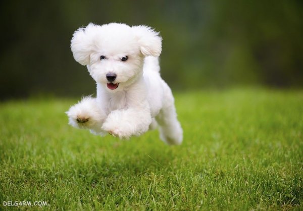  عکس بامزه ترین سگ ها