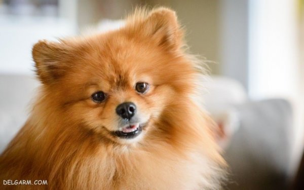  عکس بامزه ترین سگ ها