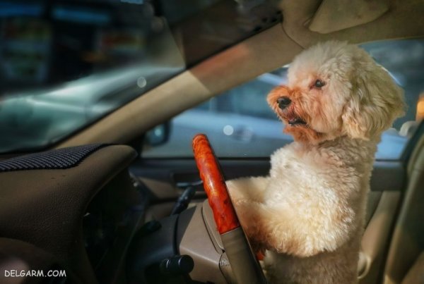  عکس بامزه ترین سگ ها