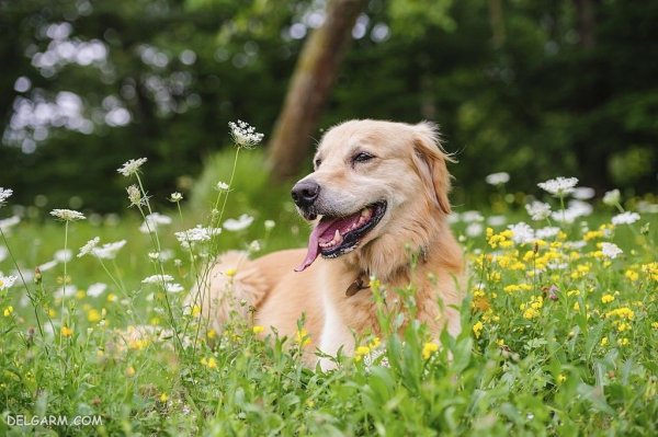  عکس بامزه ترین سگ ها