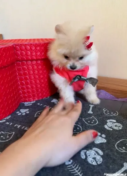 44 عکس سگ رنگی