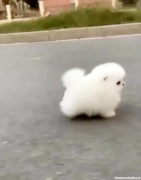  44 عکس سگ رنگی