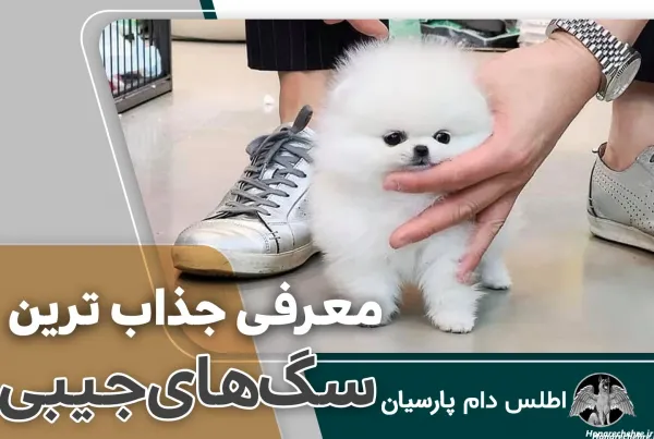  44 عکس سگ رنگی