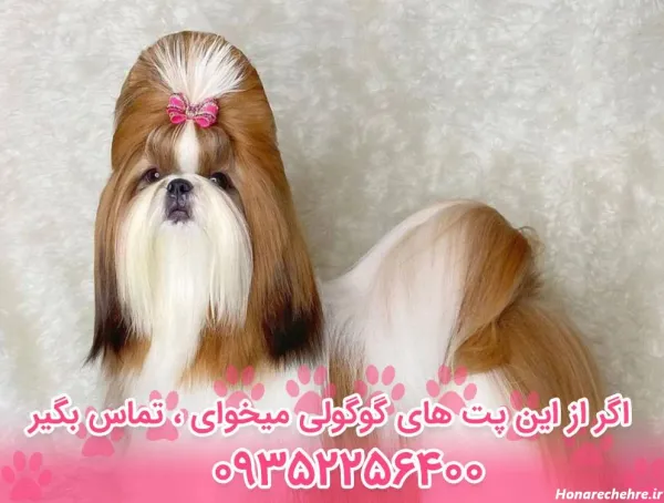  44 عکس سگ رنگی