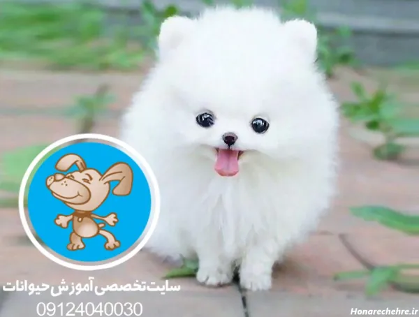  44 عکس سگ رنگی