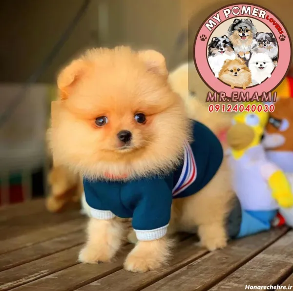  44 عکس سگ رنگی