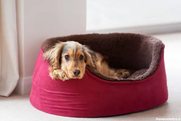  44 عکس سگ رنگی