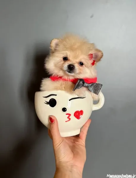  44 عکس سگ رنگی