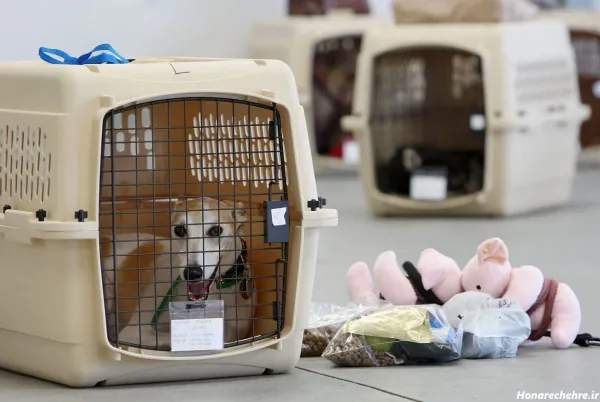  44 عکس سگ رنگی