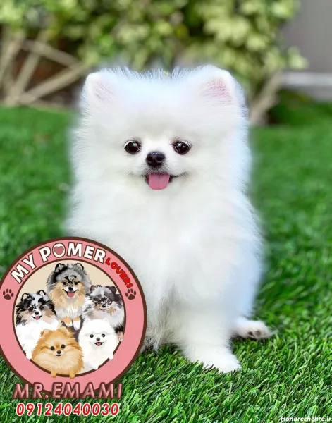  44 عکس سگ رنگی