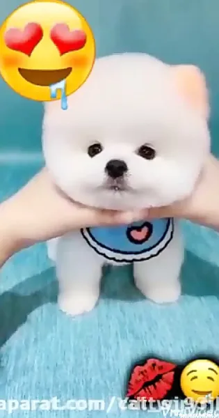  44 عکس سگ رنگی