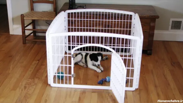  44 عکس سگ رنگی